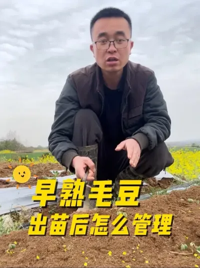 早熟毛豆出苗后怎么管理？结的豆荚又多又饱满？#关注我一起学种菜 #学种菜 #我爱种菜 #种植小技巧 #传播农业小知识