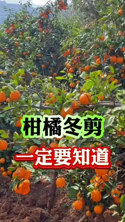 柑橘冬剪一定要知道#果树 #果树管理 #果树种植 #果园管理