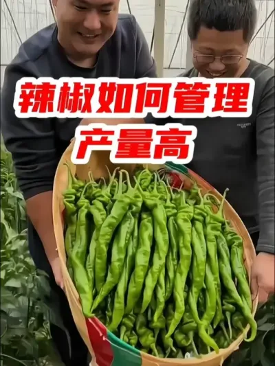 辣椒移栽种植后，如何管理才能产量高？ #辣椒 #辣椒种植 #种植小技巧 #种菜  #抖音助农