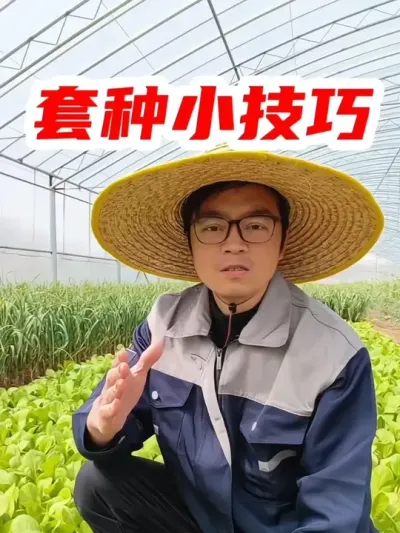 套种小技巧 #农业种植 #分享农业知识帮农民增产增收 #种菜 #套种 #套种技术