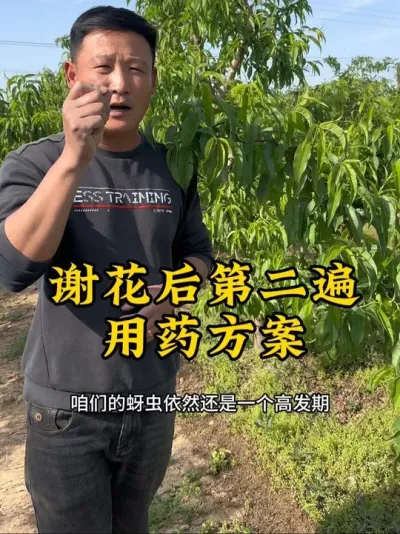 #农业技术推广 #新农人 #桃树谢花后病虫害防治 #新农人计划 #病虫害防治用药方案 @抖音小助手 @抖音热点 @抖音创作者中心