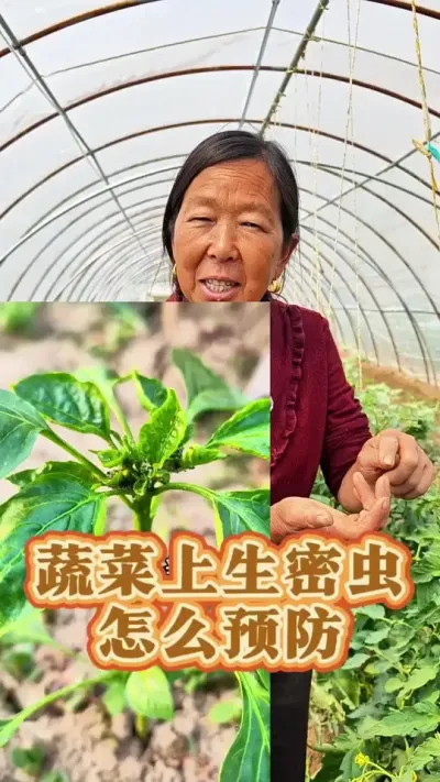 蔬菜上的蚜虫怎么预防#病虫害防治 #蔬菜种植 #种植小技巧 #生菜杨姐