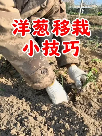洋葱移栽小技巧#洋葱种植全过程 #种植小技巧 #洋葱 #蔬菜种植 #农业种植