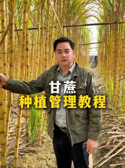 甘蔗种植管理教程#种植小技巧 #甘蔗种植 #肥料 #甘蔗#农业种植