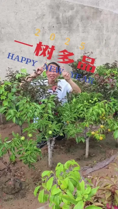 一树嫁接多个品种，即好看又好吃#抖音助农 #一树多品#三农 @抖音上热门 @DOU+小助手