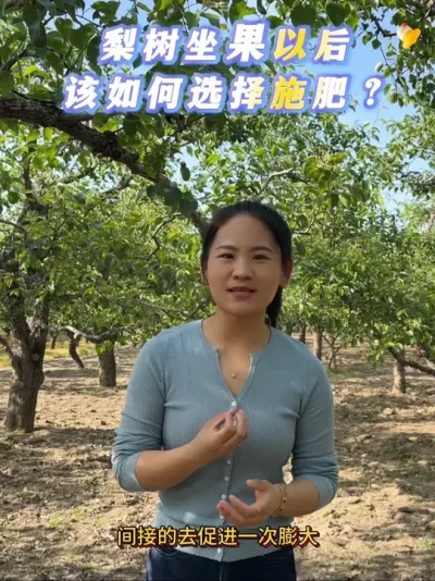 一次膨大期用肥建议，粉丝朋友们注意查收。#来抖音学农技 #梨树 #果树管理 #施肥 #农业种植技术