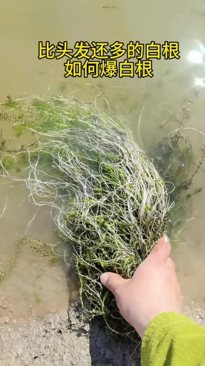 白根多的爆的方法 #水产养殖 #养蟹发哥