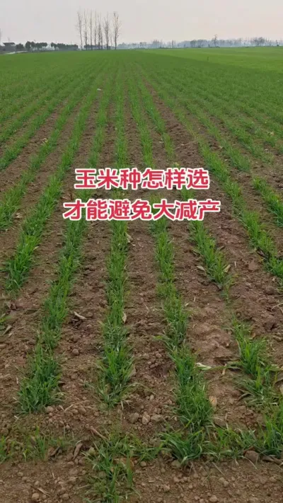 玉米种怎样选才能避免减产降低风险#心系三农服务三农 #农业种植 #抖音助农扶农 #农业人 #种地不容易