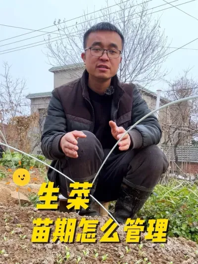 生菜苗期怎么管理？生菜种植管理技巧？#关注我一起学种菜 #种植小技巧 #我的小菜园 #记录我的种植生活 #我爱种菜