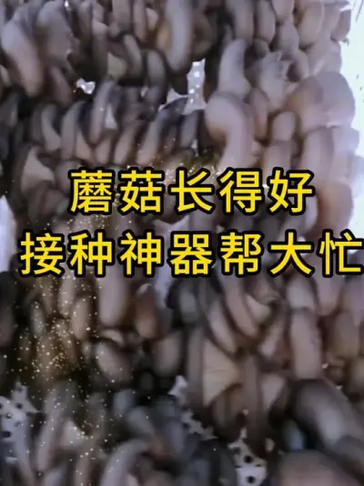 平菇种植，我们接种为什么发菌速度快呢？因为我们有神器#平菇种植 #打孔器 #菌种打孔器