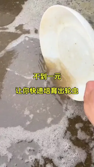 用这个方法快速培育出轮虫 #高密度养殖 #水产养殖 #特种水产 #鱼虾蟹养殖 #鱼虾蟹苗 @抖加🔥上热门🔥dou+🔥热点宝