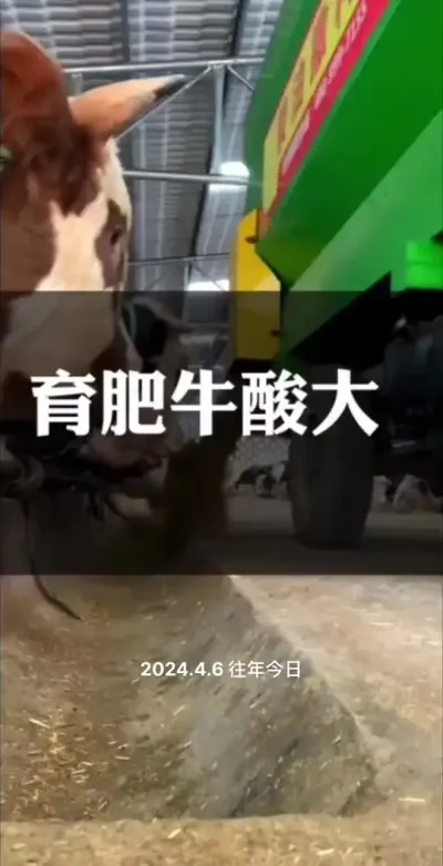 育肥牛酸大#西门塔尔育肥牛 #自繁自养 #全国养牛人 #科学喂养