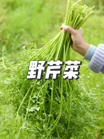 找到了水芹菜老窝，一不小心又是一大筐，回去腊肉炒起来 #水芹菜 #野芹菜 #乡野田间 #春天 #我的乡村生活