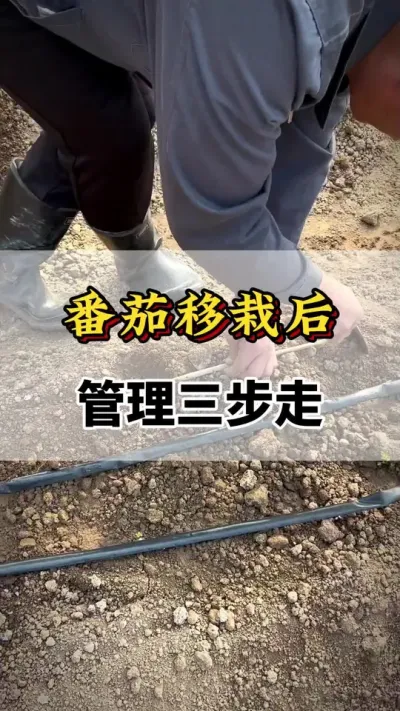 番茄移栽后，管理三步走#番茄种植方法及管理技术 #番茄移栽 #番茄种植技术 #西红柿种植技术与管理法 #西红柿种植技术