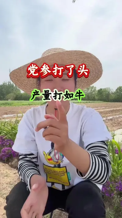 药材种植 党参打了头产量大如牛 #党参种植 #党参高产 #党参管理