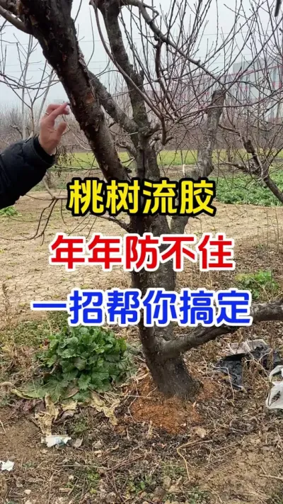 桃树流胶防治#果树种植#果树流胶#流胶病防治#果园管理