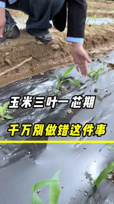 玉米三叶一芯期，千万别做错这件事#玉米 #玉米增产 #玉米种植 #三农 #农业