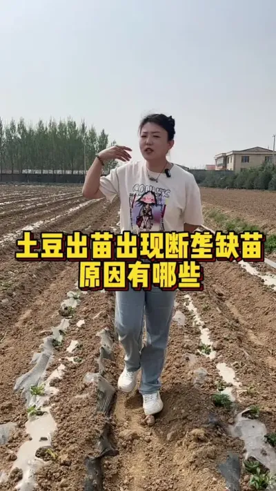 土豆出苗出现黄苗弱苗断垄主要原因是什么#土豆高产种植 #马铃薯 #种植小技巧