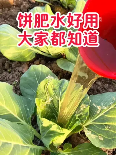 发酵好的芝麻饼肥，肥力足，作物长势好口感佳，种出小时候的味道来 #芝麻饼肥 #有机肥 #种菜  #三农种菜 #抖音助农