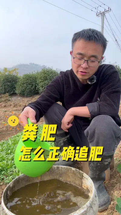 粪肥怎么正确追肥？荠菜怎么追肥？#关注我一起学种菜 #种植小技巧 #我的小菜园 #一份耕耘一份收获