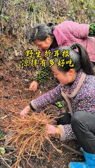#创作灵感 #我的乡村生活 春天到了折耳根已经发芽出头了，和妈妈到山上挖野生的折耳根，野生折耳根凉拌不要太好吃了呀！鱼腥草你们那里方言叫啥呀？#大山里的味道 #挖野菜寻找春天的味道 #正宗原生态折耳根