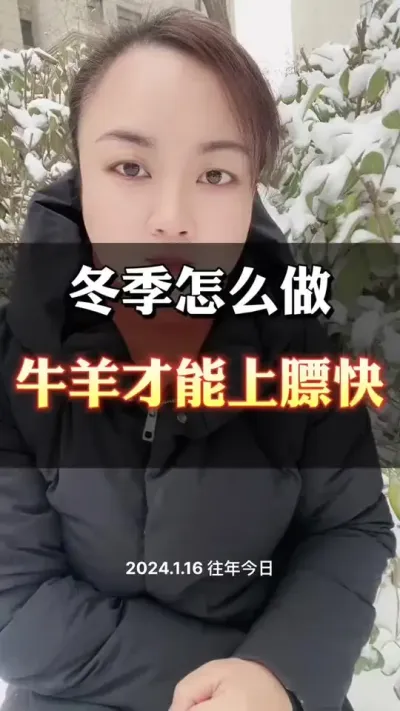 冬季牛羊驱虫很重要#西门塔尔育肥牛 #养殖户 #西门塔尔母牛 #西门塔尔