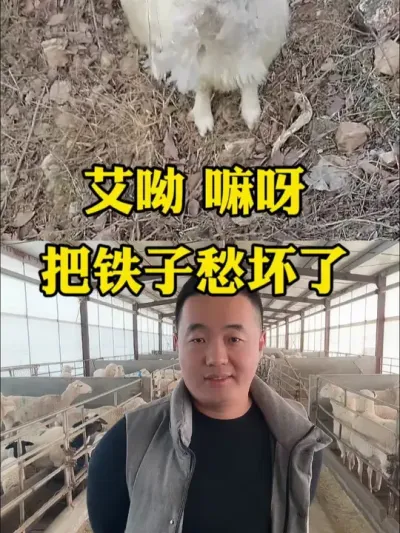 今天教你一招轻松解决牛羊吃土吃毛吃塑料布的问题 #牛羊养殖 #钙维速补  #农村养牛羊  #全国养羊人