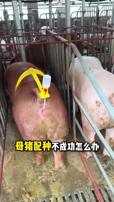 母猪配种不懂的朋友们，一条视频讲明白#母猪配种 #养猪人