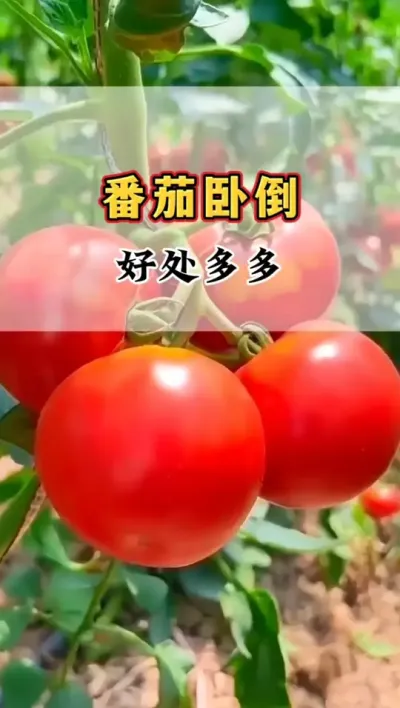 番茄卧倒好处多多#西红柿种植 #西红柿 #农业种植 #三农 #抖音助农