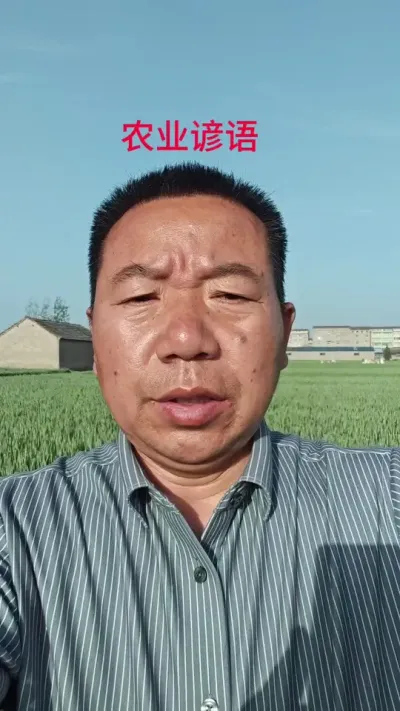 以前没有天气预报，全靠谚语早知道，#农业谚语#小麦种植#民间谚语#抖音助农