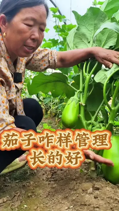 茄子怎么打叉长势好 茄子怎么管理打叉#茄子种植 #蔬菜种植 #生菜杨姐 #三农 @DOU+小助手