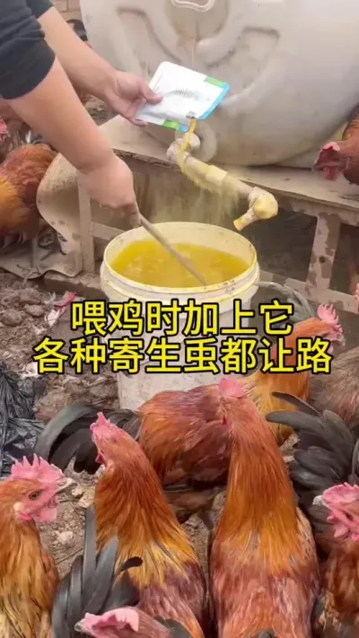 喂鸡时加上它，各种寄生虫都让路#服务三农支持三农 #养鸡人 #养殖小妙招 #科学养鸡 #鸡鸭鹅养殖