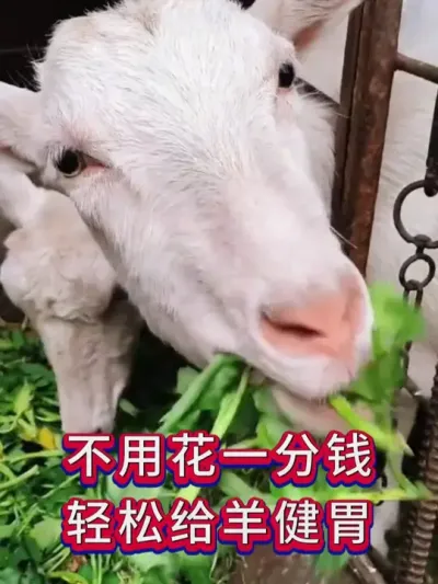 不用花一分钱，轻松给羊健胃 #养羊 #养羊人 #养羊技术 #养殖