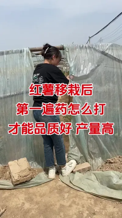 红薯移栽后第一遍药怎么打才能品质高产量高#红薯种植#红薯施肥#红薯管理#红薯高产