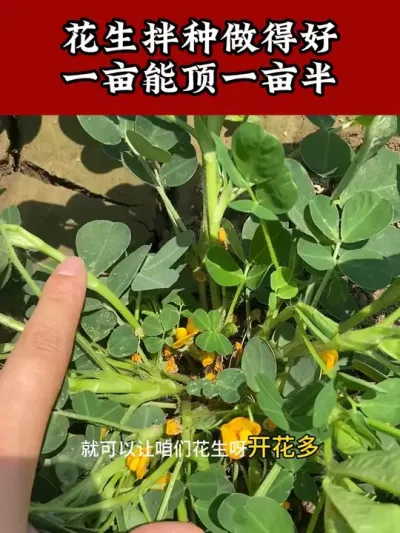 花生种植不伴种产量丢3成 #花生种植管理技术 #花生种植 #花生高产 #拌种剂 #花生拌种