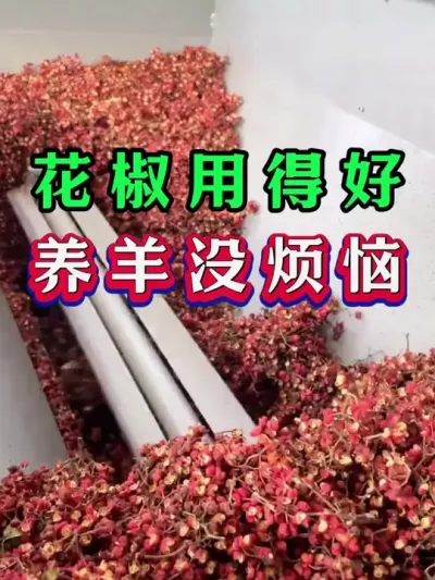 花椒用得好养羊没烦恼 #养羊 #养羊人 #新手养羊 #牛羊养殖