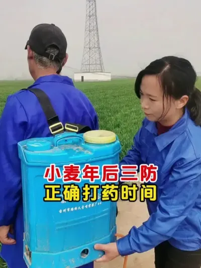 年后小麦第一遍药什么时候打 #小麦 #小麦高产技术 #小麦管理 #新农人计划2025