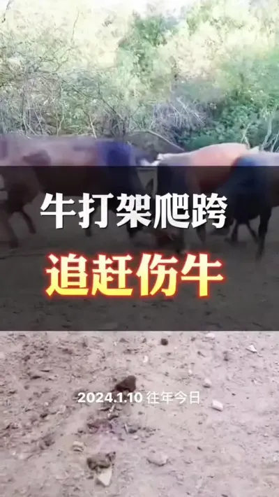牛打架，追赶受伤等情况#养殖户 #肉牛养殖 #全国养牛人 #科学喂养