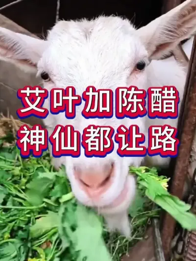 艾叶加陈醋神仙都让路 #养羊 #养羊人 #新手养羊