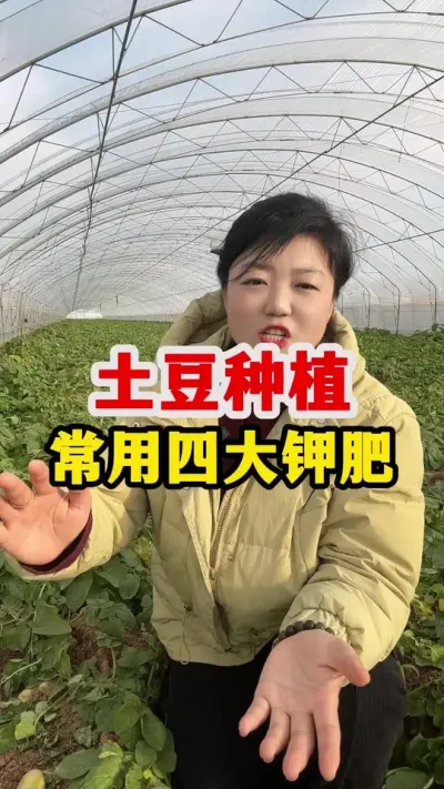 常用四种钾肥，在土豆中如何选择@抖音小助手 #土豆种植技术与管理
