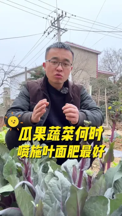瓜果蔬菜什么时候喷施叶面肥最好？#关注我一起学种菜 #种植小技巧 #我的小菜园 #我爱种菜 #蔬菜种植