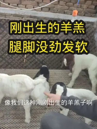 #养羊 #养羊人 #养羊技术 #羔羊瘫软