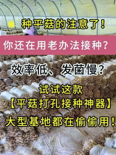 种平菇的注意了!你还在用老办法接种？效率低、发菌慢？试试这款平菇打孔接种神器，大型基地都在偷偷用！#平菇种植 #打孔器 #菌种打孔器