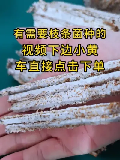 平菇种植，湿度温度光线氧气缺一不可，专业生产平菇菌种，下方小黄车可以直接下单。#平菇菌种 #平菇种植 #食用菌栽培种 #栽培种