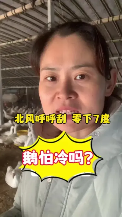 鹅冬天怕冷吗？如何保温 冬天北风呼呼的刮，零下7度的温度，鹅怕冷吗？#每天分享养殖技术和经验 #科学养鹅 #养鹅人 #养殖人加油 #三农
