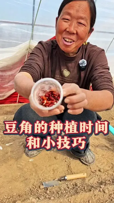 豆角的种植时间和小技巧 豆角的种植时间和方法#豆角种植 #种植小技巧 #蔬菜种植 #生菜杨姐 #三农种植 @DOU+小助手
