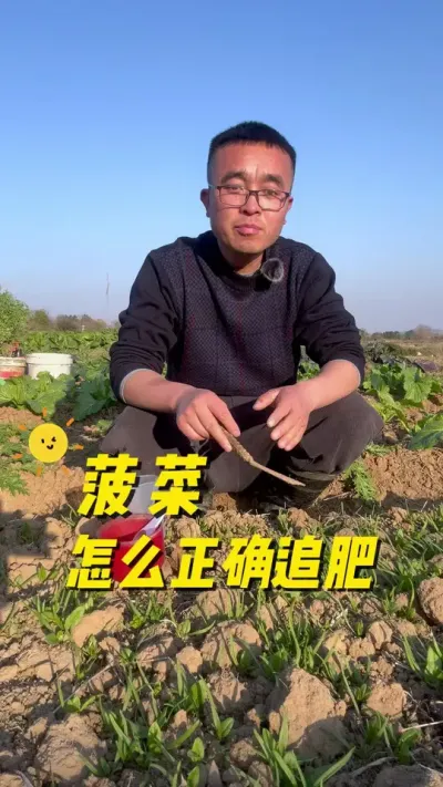 菠菜怎么正确追肥？菠菜追肥方法？#关注我一起学种菜 #种植小技巧 #我的小菜园 #记录我的种植生活 #自己种的纯天然的绿色蔬菜