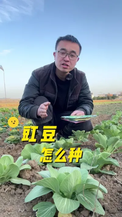 豇豆怎么种？才能产量高？#我的小菜园 #关注我一起学种菜 #我爱种菜 #种植小技巧 #学种菜