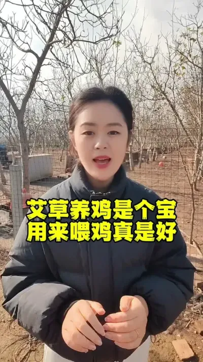 艾草养鸡是个宝用来喂鸡嘎嘎好#养鸡#养鸡妙招#散养土鸡#科学养鸡#鸡鸭鹅养殖