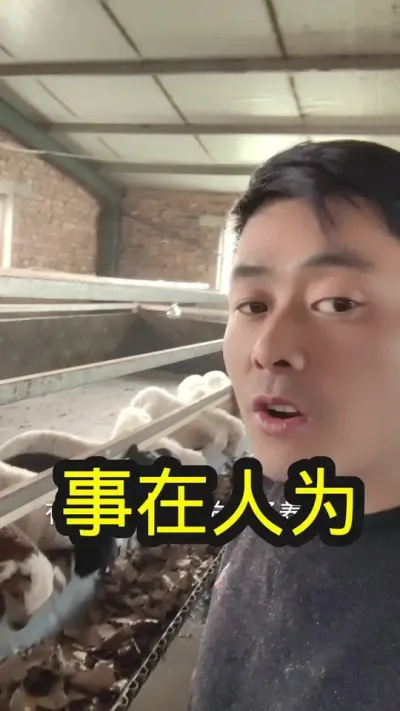 #养羊 #农村养羊 #养羊技术分享 #养羊技术 #养羊创业